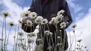 Pyrethrum growing