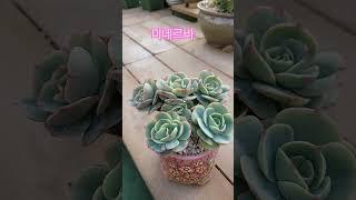 마제스티피치랑 닮아 보이는 미네르바 얼굴이 분지하는 모습도 닮았넹#미네르바#마제스티#국민다육