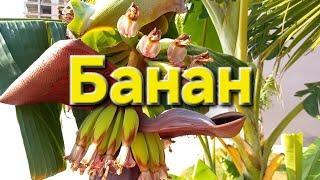 Банан / Banana / Musa / Лютики-цветочки