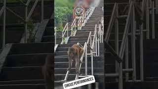 Circus Practice...