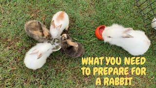 MASTERBUN 8 things you NEED to prepare BEFORE get a rabbit