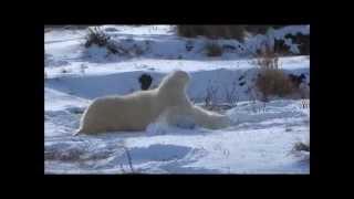 There is no better enrichment for a Polar Bear