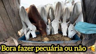 Bora fazer pecuária sem desculpas