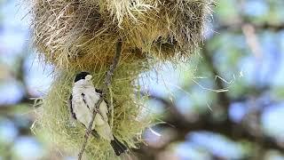 クロガシラシュウダンハタオリ（Black-capped Social Weaver）を観察