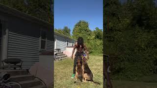 ADVANCED OBEDIENCE WITH TWO HYBRID MALINOIS #shorts #shortvideo #dogtraining