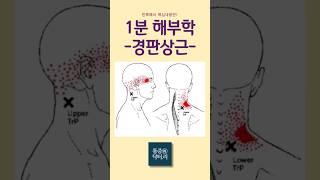 1분 해부학(목어깨) - 경판상근