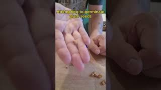 growing plum trees from seed - Removing the seed from the pit
