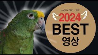 2024 연말 베스트  영상 / 1년 동안 배꼽잡던 영상만 모았다!! / 앵무새가 개콘보다 더 웃기다!!  / 사람과 대화 가능 앵무새 / ANGRY BIRD