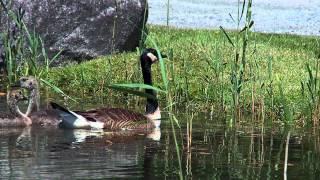 Canada goose - Outarde - Quebec