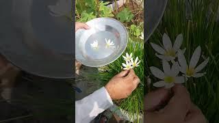 WHITE SAFFRON FLOWERS  #flowers #saffron #saffronbenefits