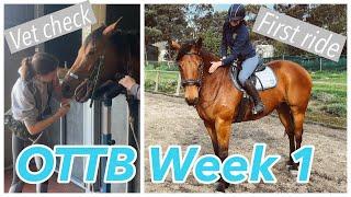 OTTB PROGRESS WEEK 1 // Vet Check and First Ride off the Track