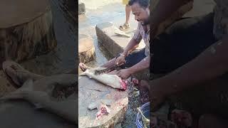 shark fish cutting 