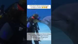 Cute dolphin 