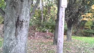 Srne u parku! Deer in the park!