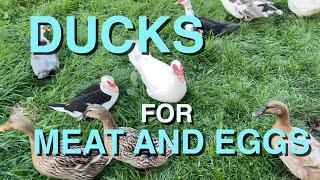 Raising Ducks for Meat and Eggs | Processing & Making Pate, Broth and Roast Duck