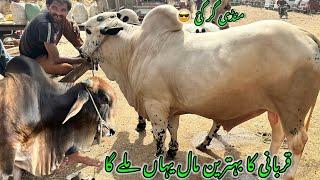 Bhains Colony Mandi Today Latest Rates Update 2025 || Karachi Cattle Latest Rates Update 2025
