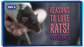 Reasons To Love Rats!