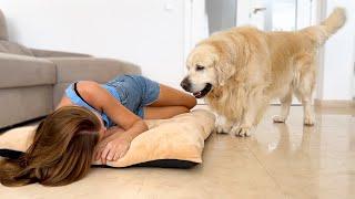 My Golden Retriever Shocked by a Human Mom Occupying his Bed