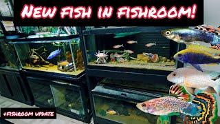 NEW FISH SPECIES IN FISHROOM + ADDING FISH TO 75 GALLON AQUARIUM!!