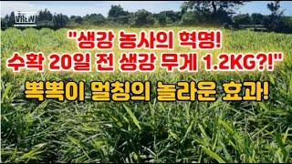 초보 생강 농가와 뽁뽁이 멀칭의 만남 "생강 수확 20일 전 생강 무게 1.2kg?"