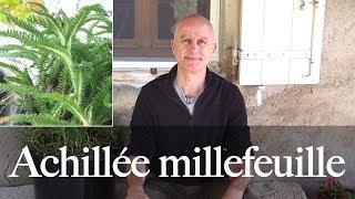 Achillée millefeuille : saignements, douleurs des règles...