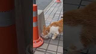 #대마도#대마도길고양이