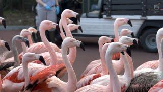 Flamingo Flock on a Walk