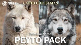 MEET THE PEYTO PACK! Canid Christmas at Yamnuska Wolfdog Sanctuary