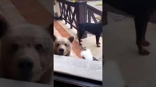 DOGS BRING HOME BEAR CUB ON ACCIDENT VOICEOVER