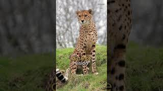 Why do cheetahs have these marks? 