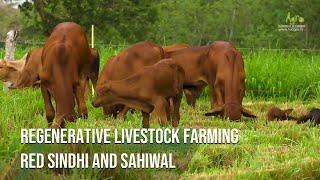 Regenerative livestock farming Red Sindhi and Sahiwal