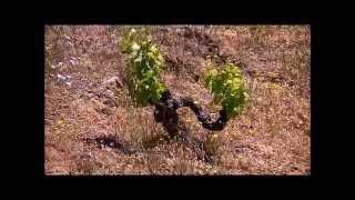 Priorat & Montsant Wine tour