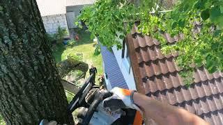 Арбористика‼️Акуратный спил огромной липынад домом(Arboristry‼️accurate saw cut of a tree)