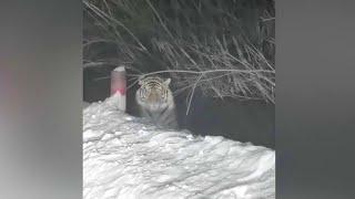 Woman encounters wild Siberian tiger in NE China