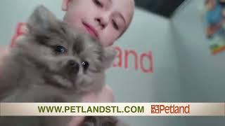  Discover The Perfect Puppy at Petland ️#petlandstl