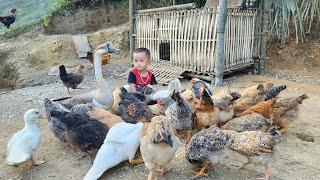 Harvesting giant green vegetables for sale - completing the chicken coop | Build a farm