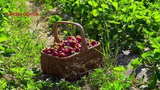 Back to Nature - The Freshest & The Tastiest - Turkish Goods