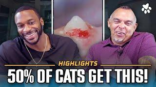 Cat Cavities At Neckline How to Prevent Cavities in Cats  Ep 3 - Segment 04