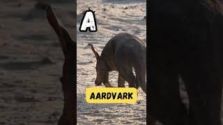 Alphabet Animals Begin Short | Episode 1 | 'A' for Antelope |#kids #abcd #viral #learning