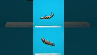 How click beetles work - small-eyed click beetle