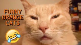 UNEXPLAINABLE Behaviour of Orange Cats