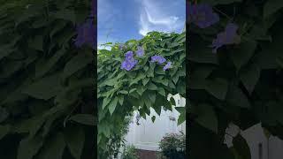 Sky vine is constantly in bloom.🩵#vines #zone10a #cottagegarden #flowerblooms #january #flowers