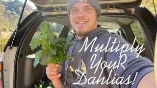 Grow Dahlias From CUTTINGS! EASY Propagation Method 