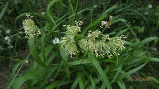 Dactylis glomerata, also known as cock's-foot, orchard grass, or cat grass