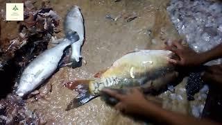 Mirror Carp Fish Cutting Skills Amazing Fish Cutting Skills - Mirror Carp Fish Cutting Video.