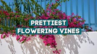 7 Prettiest Flowering Vines to Add to Your Garden  // PlantDo Home & Garden 