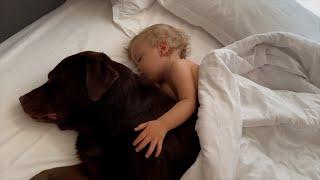 Giant Dog Can't Sleep Without Adorable Baby's Embrace!