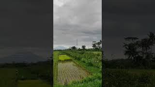 jalan jalan ke sawah depan rumah #galeryshanum #shanum #shortsvideo #vidioviral #viral #jalanjalan