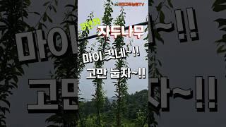 3년차 자두나무 하계유인 - 다주지 수형 꽃눈 유도, 강풍 대비 #자두나무 #자두나무유인 #자두 #덕시설 #다주지수형