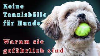 Warum Tennisbälle gefährlich für Hunde sind